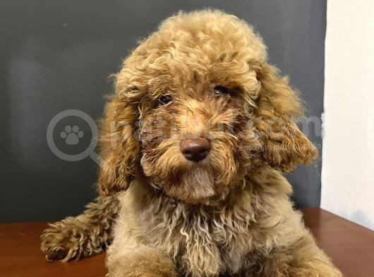 Ev Ortmında Sağlık Garantili Toy Poodle Kardeşler görsel
