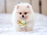 Ayı Suratlı Pomerri̇an Boo Yavrumuz 