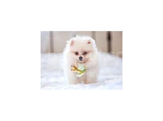 Ayı Suratlı Pomerri̇an Boo Yavrumuz  görsel