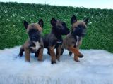 Belçika Kurdu Özel Koruma Köpeği Yavrularımız