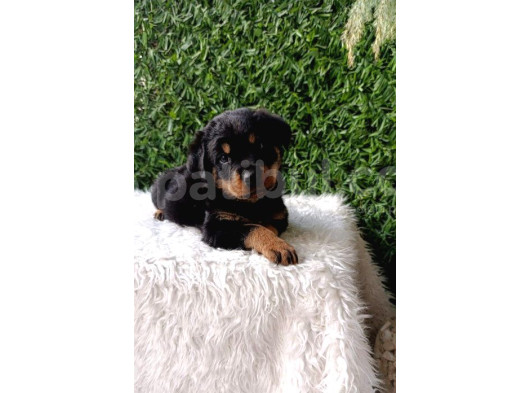 Dişi Ve Erkek Safkan Rottweiler Yavrularımız
