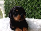 Dişi Ve Erkek Safkan Rottweiler Yavrularımız