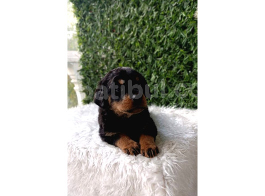 Dişi Ve Erkek Safkan Rottweiler Yavrularımız görsel