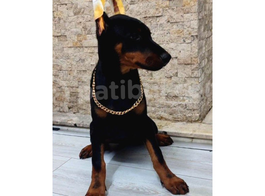 Kızıl Ve Klasik Erkek Ve Dişi Safkan Doberman Yavrularımız görsel
