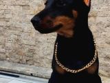 Kızıl Ve Klasik Erkek Ve Dişi Safkan Doberman Yavrularımız