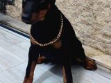 Kızıl Ve Klasik Erkek Ve Dişi Safkan Doberman Yavrularımız