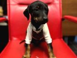 Üst Kalite Doberman King Yavrularımız