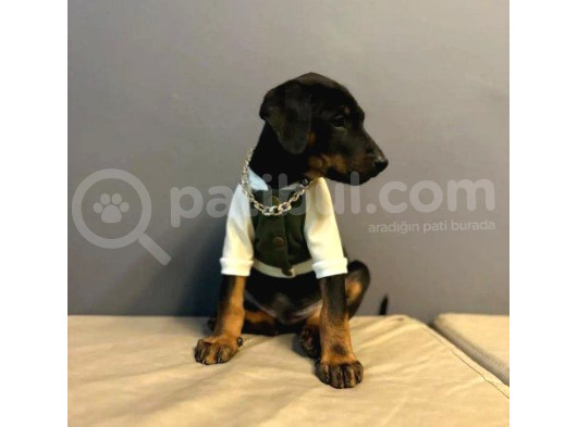 Üst Kalite Doberman King Yavrularımız görsel