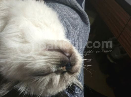 İran Blue Point 5 Aylık Dişi görsel