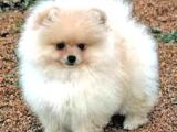 Ayı suratlı POMERRİAN BOO YAVRUMUZ 
