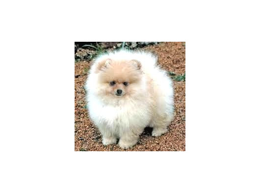 Ayı suratlı POMERRİAN BOO YAVRUMUZ 