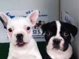Akkuş Üreti̇m Çi̇ftli̇ği̇nden French Buldog Yavrulari