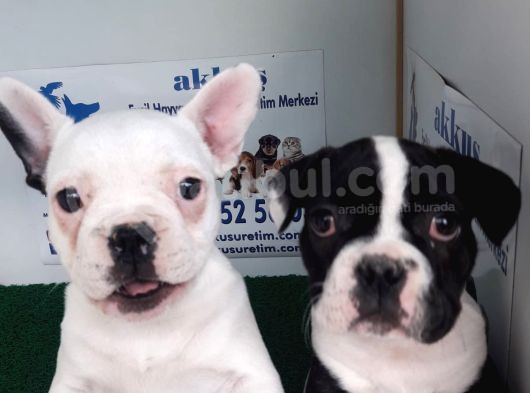 Akkuş Üreti̇m Çi̇ftli̇ği̇nden French Buldog Yavrulari görsel