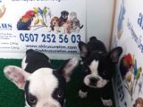 Akkuş Üreti̇m Çi̇ftli̇ği̇nden French Buldog Yavrulari