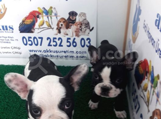 Akkuş Üreti̇m Çi̇ftli̇ği̇nden French Buldog Yavrulari görsel