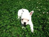 Akkuş Üreti̇m Çi̇ftli̇ği̇nden French Buldog Yavrulari