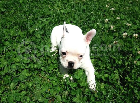 Akkuş Üreti̇m Çi̇ftli̇ği̇nden French Buldog Yavrulari görsel