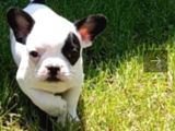 Akkuş Üreti̇m Çi̇ftli̇ği̇nden French Buldog Yavrulari