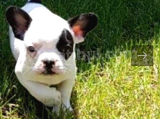 Akkuş Üreti̇m Çi̇ftli̇ği̇nden French Buldog Yavrulari görsel
