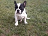 Akkuş Üreti̇m Çi̇ftli̇ği̇nden French Buldog Yavrulari