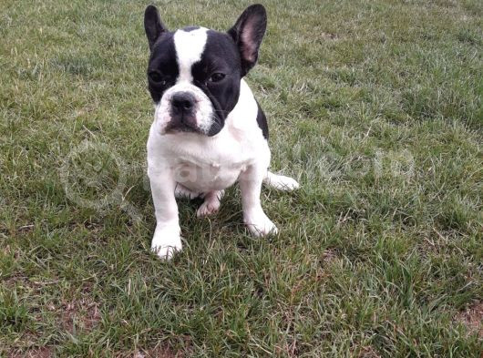 Akkuş Üreti̇m Çi̇ftli̇ği̇nden French Buldog Yavrulari görsel
