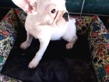 Akkuş Üreti̇m Çi̇ftli̇ği̇nden French Buldog Yavrulari