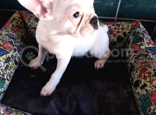 Akkuş Üreti̇m Çi̇ftli̇ği̇nden French Buldog Yavrulari görsel