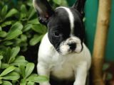 Akkuş Üreti̇m Çi̇ftli̇ği̇nden French Buldog Yavrulari