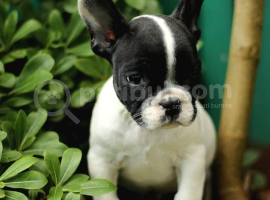 Akkuş Üreti̇m Çi̇ftli̇ği̇nden French Buldog Yavrulari görsel