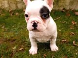 Akkuş Üreti̇m Çi̇ftli̇ği̇nden French Buldog Yavrulari