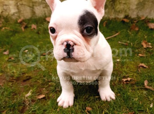 Akkuş Üreti̇m Çi̇ftli̇ği̇nden French Buldog Yavrulari görsel