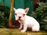 Akkuş Üreti̇m Çi̇ftli̇ği̇nden French Buldog Yavrulari