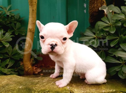 Akkuş Üreti̇m Çi̇ftli̇ği̇nden French Buldog Yavrulari görsel