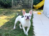 AKKUŞ ÜRETİM ÇİFTLİĞİNDEN FRENCH BULDOG YAVRULARI