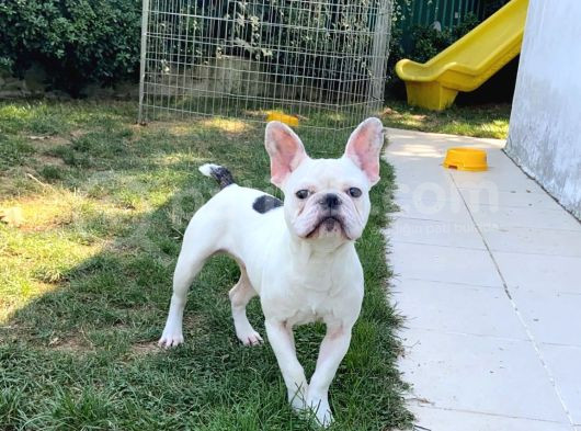 Akkuş Üreti̇m Çi̇ftli̇ği̇nden French Buldog Yavrulari