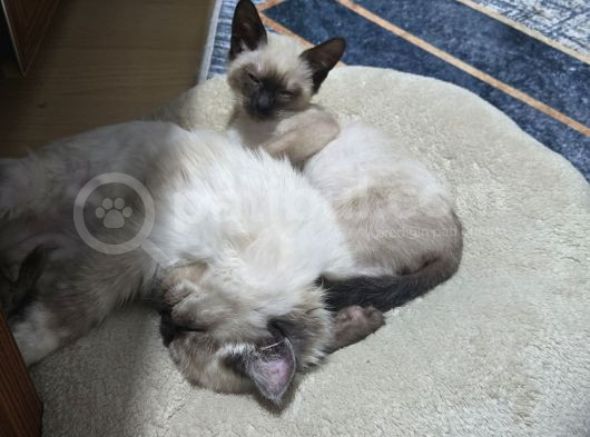 İran Blue Point 5 Aylık Dişi görsel
