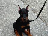 Estetikli King Doberman yavrular