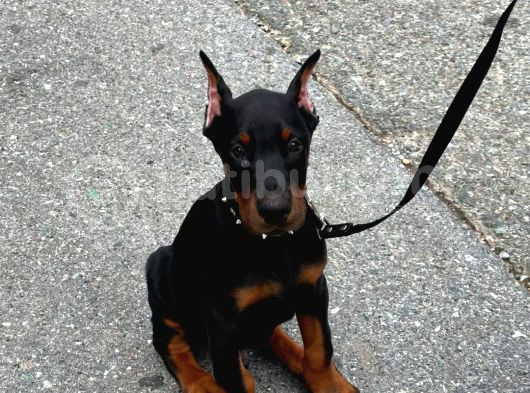 Estetikli King Doberman Yavrular