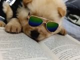 Chowchow Bebekler