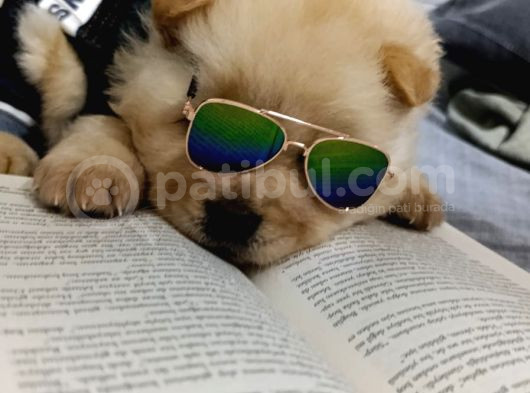 Chowchow Bebekler görsel
