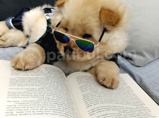 Chowchow Bebekler görsel
