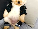 Chowchow Bebekler