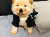 Chowchow bebekler