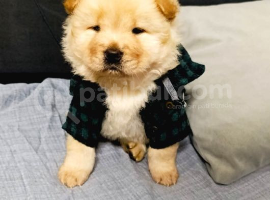 Chowchow Bebekler