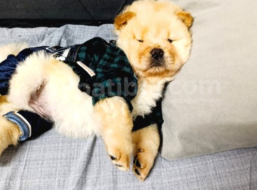 Chowchow Bebekler görsel