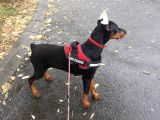 Estetikli King Doberman Yavrular
