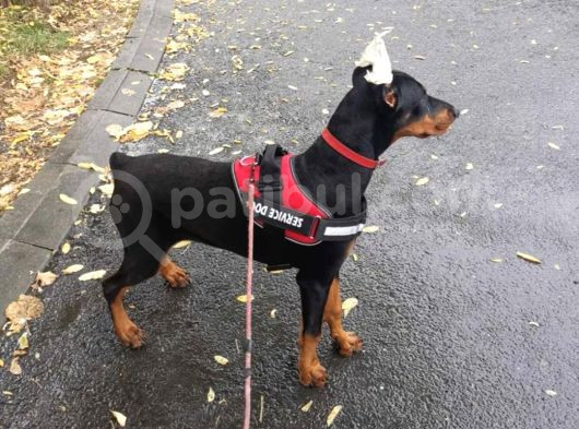Estetikli King Doberman Yavrular görsel