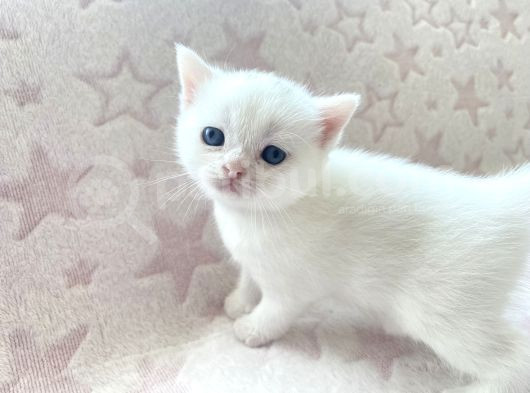 British Shorthair görsel