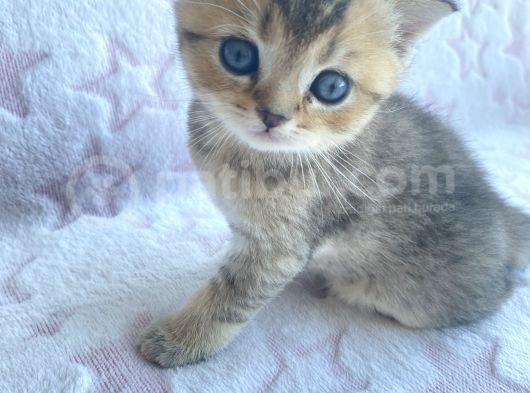 British Shorthair görsel
