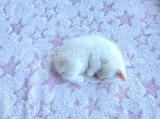 British Shorthair görsel